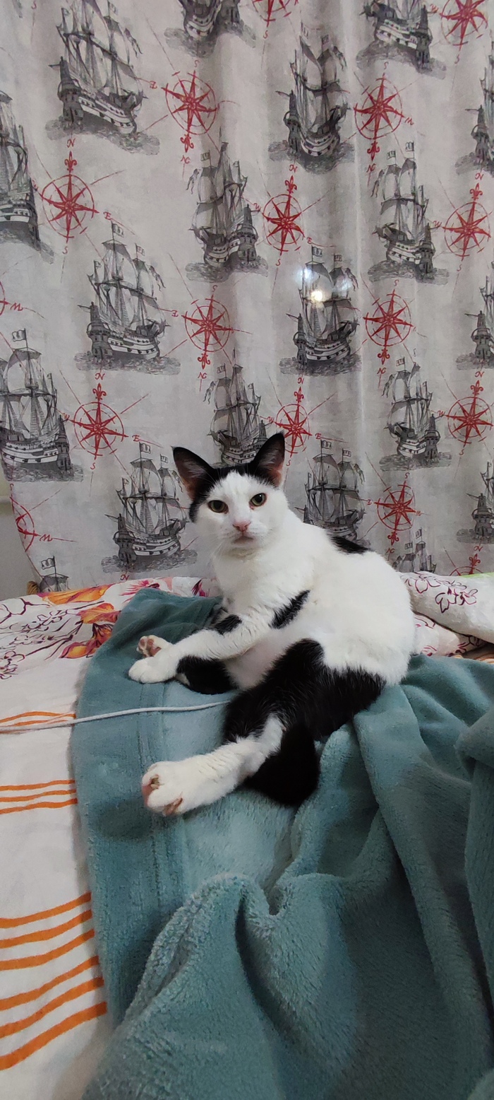 Не показала кота - не Пикабушница