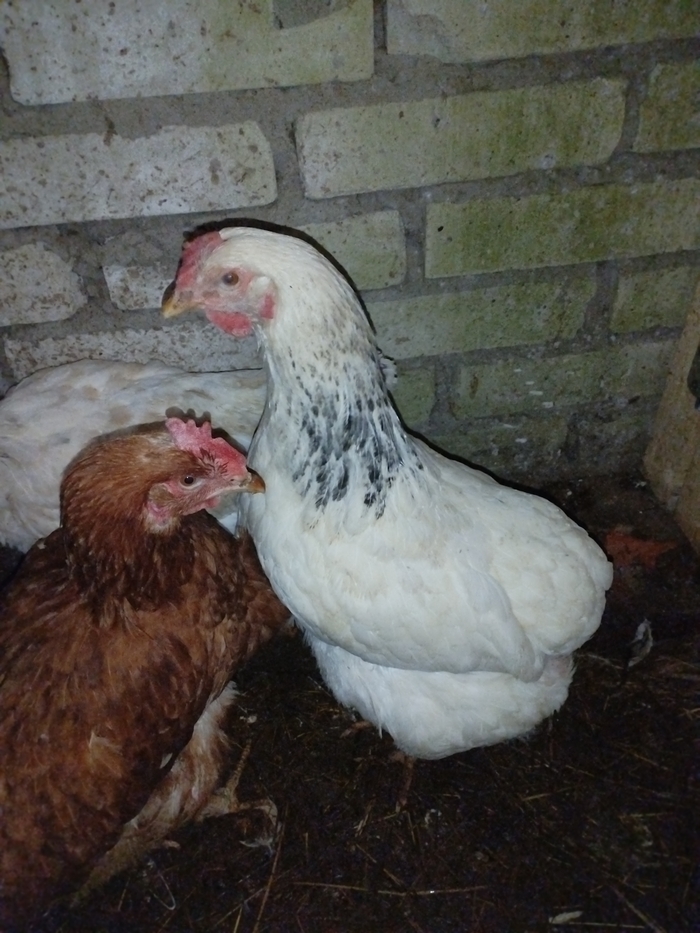 ))) .  . !!!!))))      ,    ).  ! 