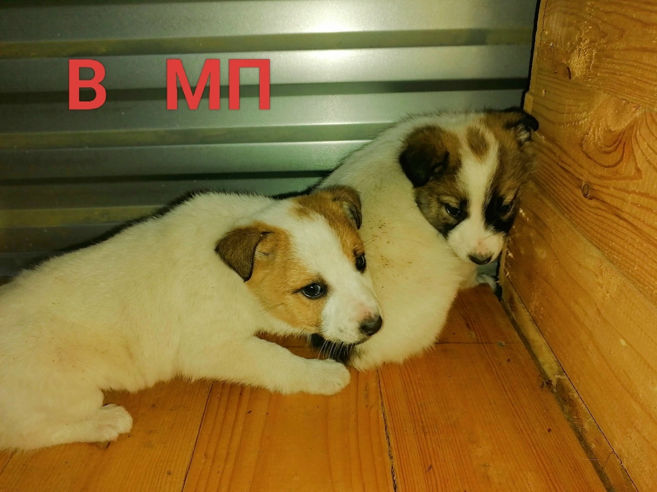 Милота из Муниципального приюта теперь счастливы! - Приют, Волонтерство, Собака, Щенки, Доброта, Забота, Домашние животные, Кот, Длиннопост, Нашел дом