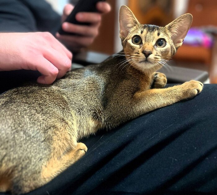 Золотая шерсть и царственный взгляд: 5 причин, почему художники всех эпох рисовали именно эту породу