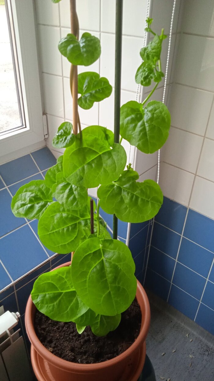 Вырастает до 8 метров в высоту.