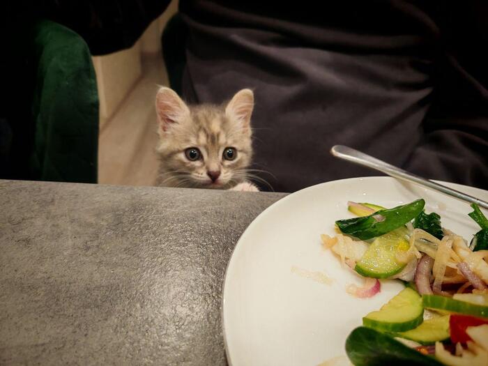 Сегодня котейка Булочка поедет в свой новый дом.