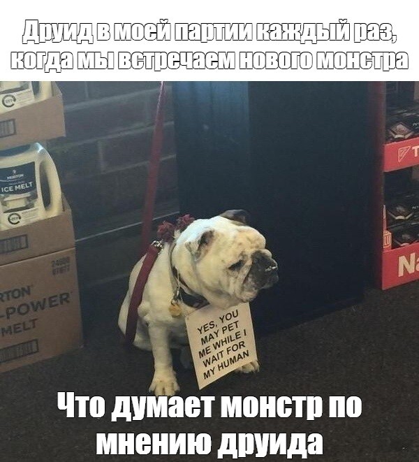 Когда ты провалил проверку Ухода за животными, пытаясь оседлать грифона, но хочешь его погладить...