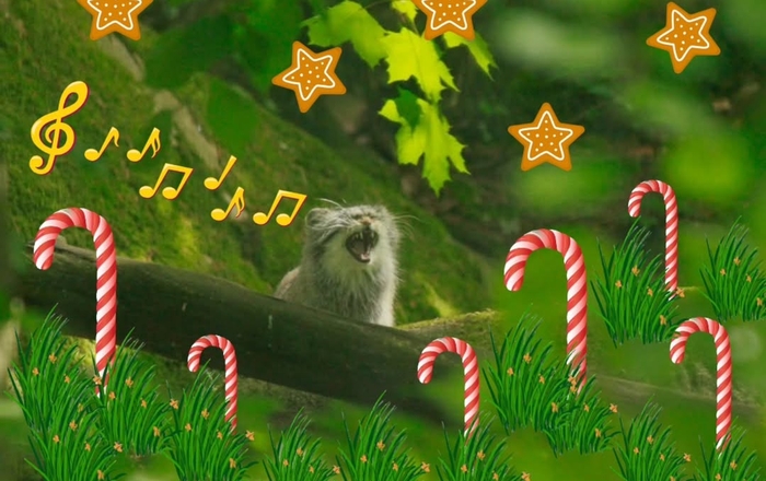 Атмосфера праздника с Тулузой