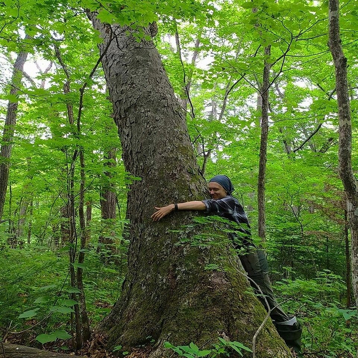 Не надо ее рубить, лучше обнимите!
