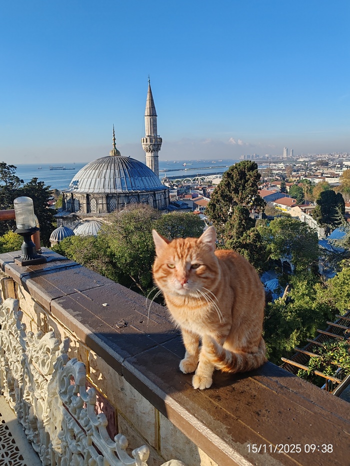 Кот, просто кот