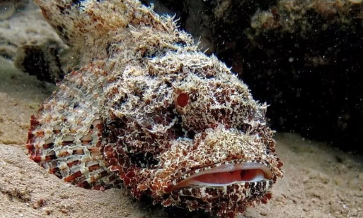 Камень-рыба