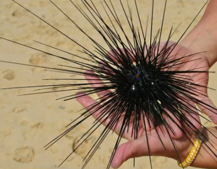 Ежик морской