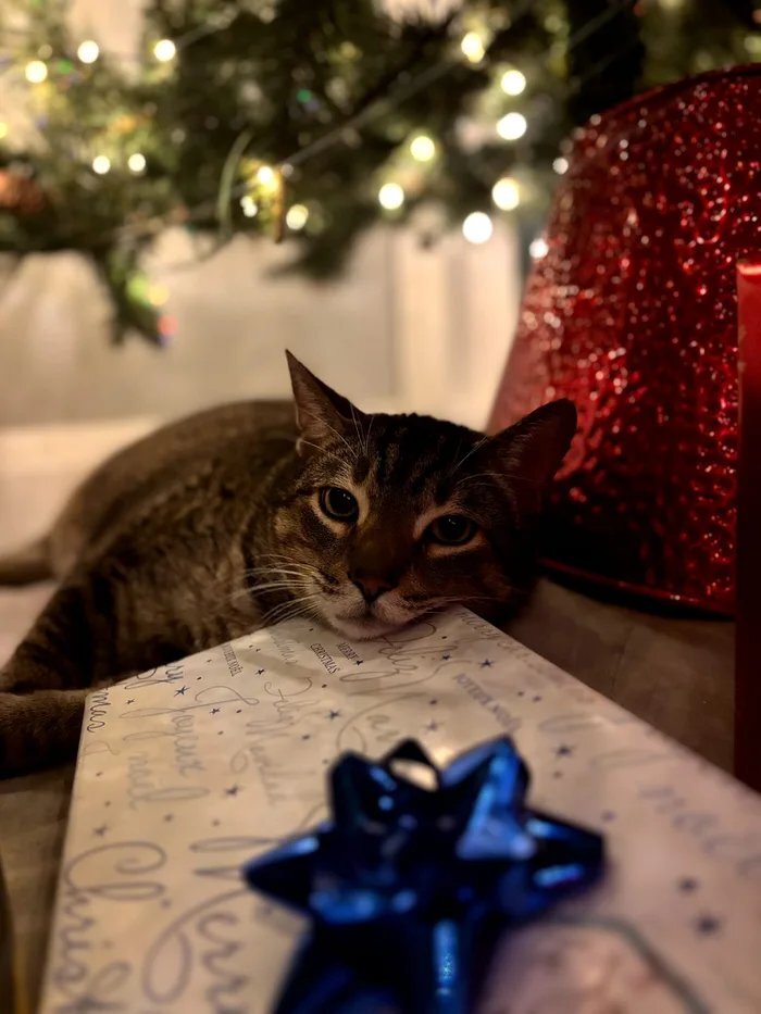 Скоро годонов