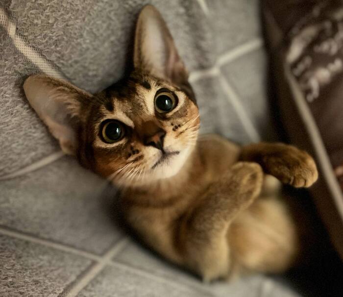 5 неочевидных причин, по которым абиссинская кошка выбирает любимого хозяина среди всей семьи