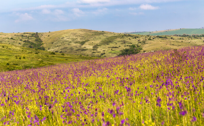 Когда цветет шалфей