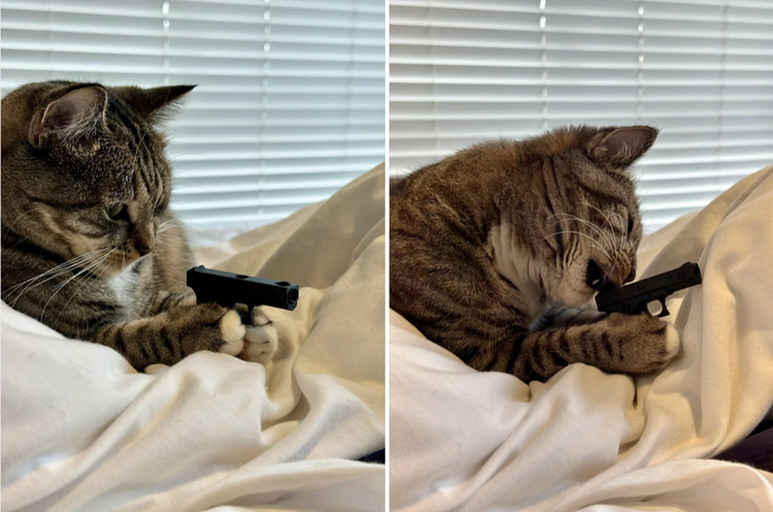 Мой кот нашел игрушечный пистолет - вписался в роль идеально!