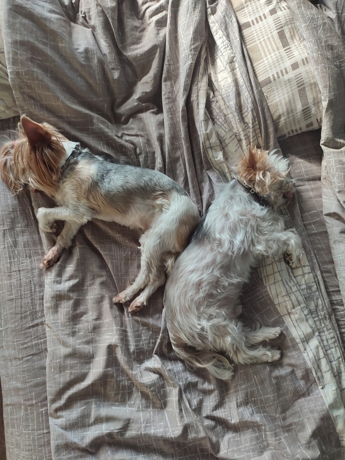 Ответ на пост «Довольная собака»