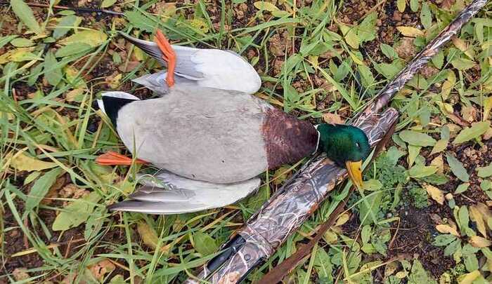 Красивая и вкусная добыча