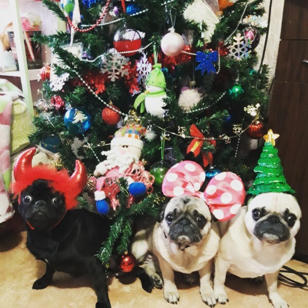 Ответ на пост «Довольная собака»