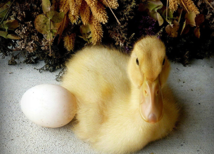    ,     ,       .    .