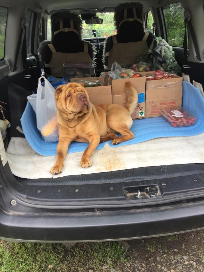 А этот рыженький - наш!