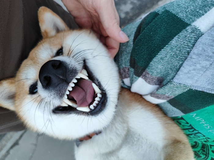 Ответ на пост «Довольная собака»