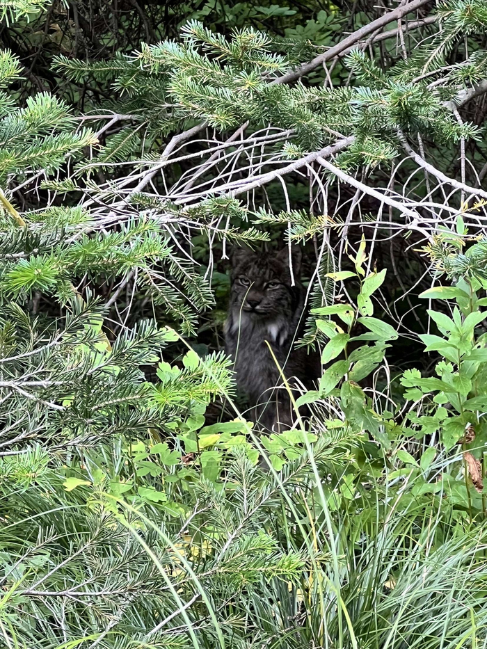 Вы не заяц. Проходите дальше.