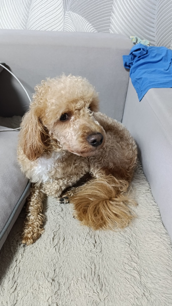 Ответ на пост «Довольная собака»