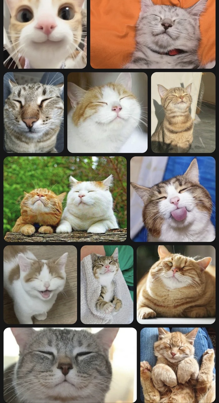 Даёшь довольных котов