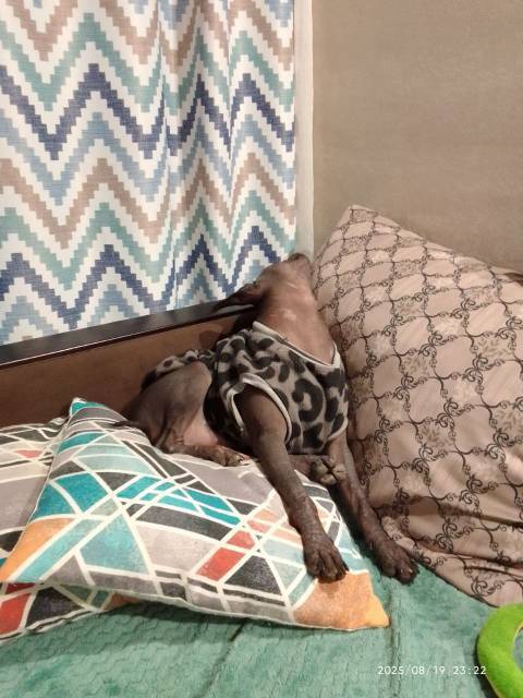 Довольно спит