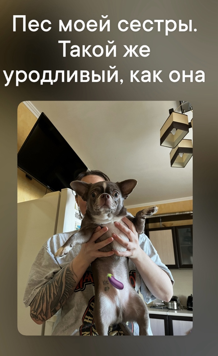 Ответ на пост «Довольная собака»