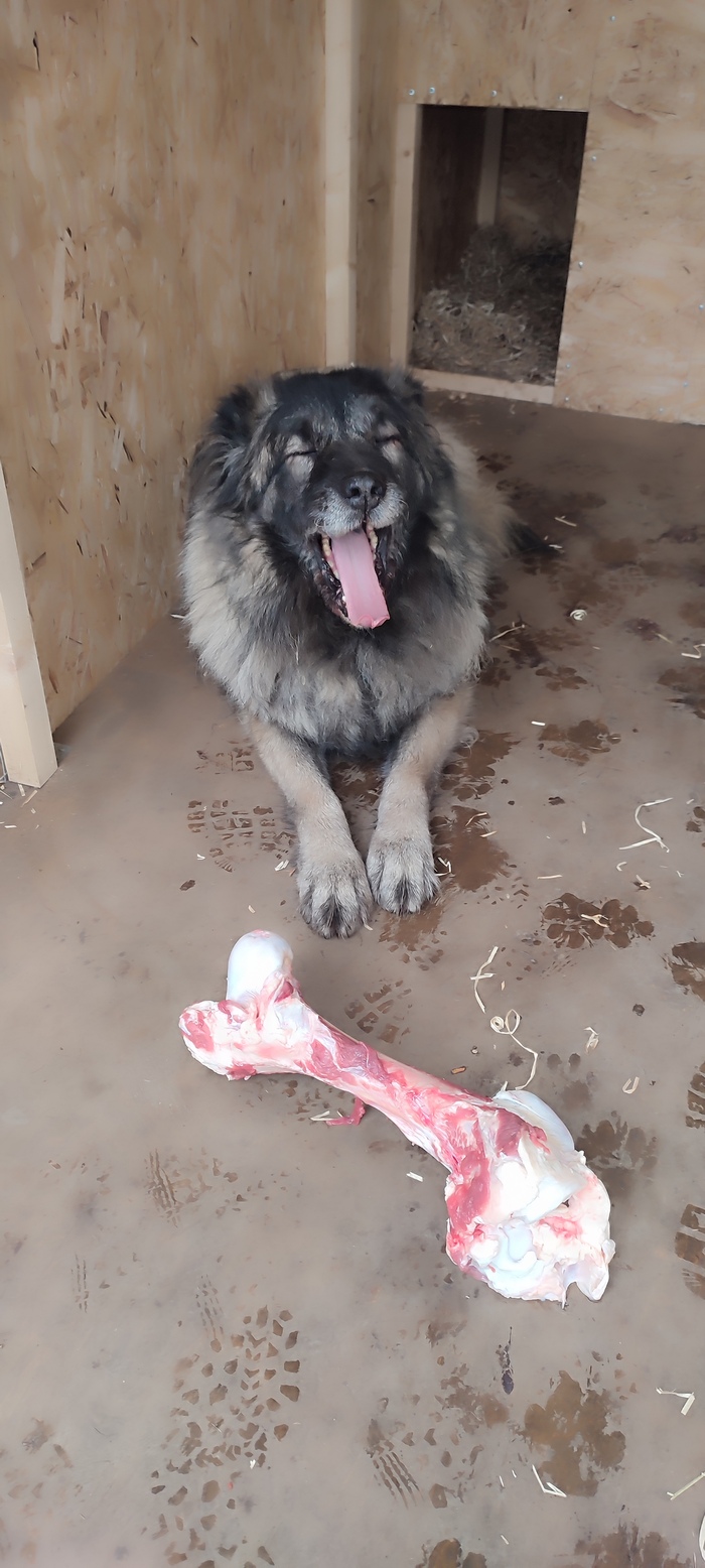 Медведицу забрал год назад из приюта - увиделись всего один раз и "сошлись характерами"