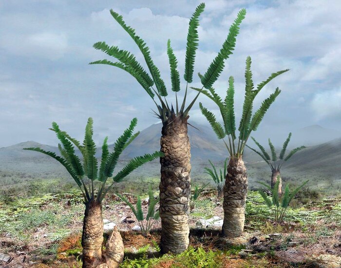   (Williamsonia).    <!--noindex--><a href="https://pikabu.ru/story/nakhodka_na_kie_13485483?u=http%3A%2F%2Fflorafondness.com&t=florafondness.com&h=b87e58bb1cdf692155911dbff3ae182a1dcc391c" title="http://florafondness.com" target="_blank" rel="nofollow noopener">florafondness.com</a><!--/noindex-->.