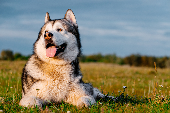Ответ на пост «Довольная собака»