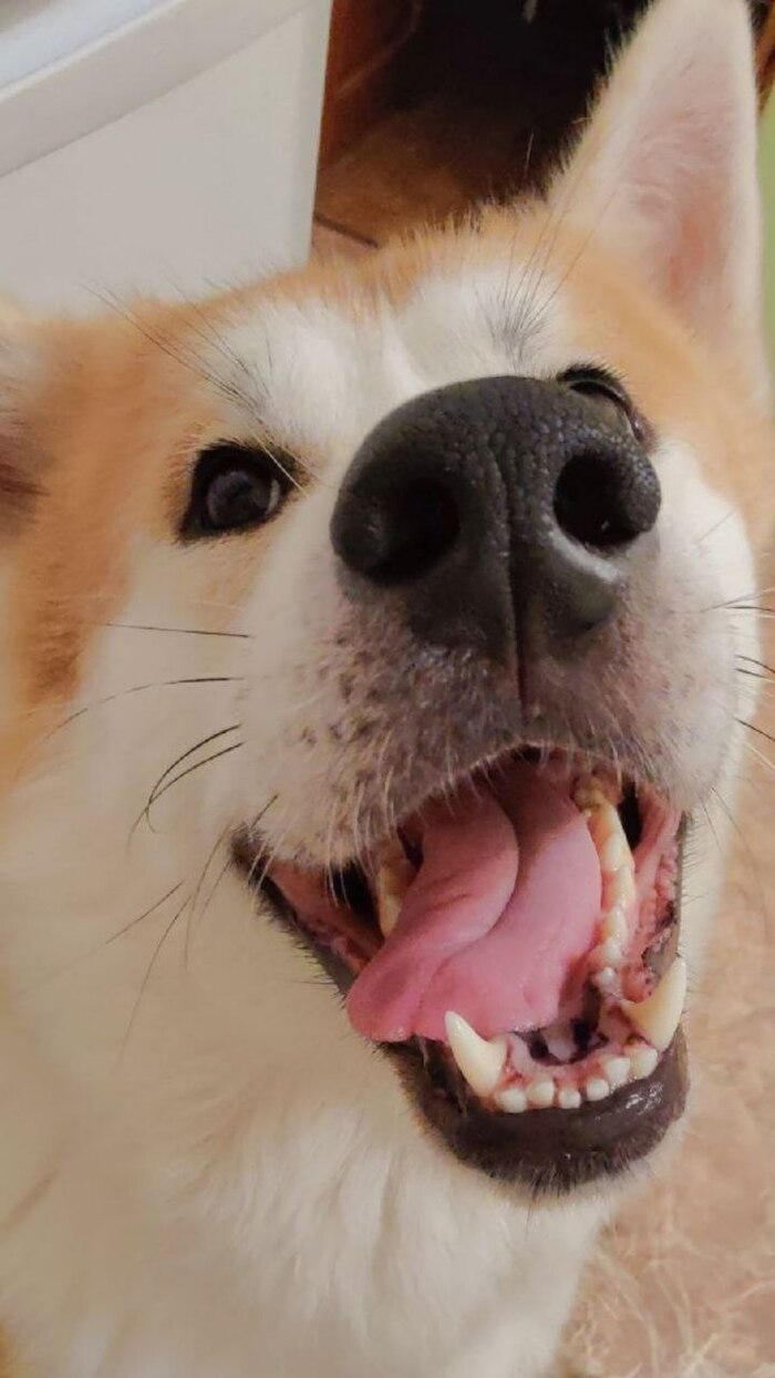 Счастливая собака)