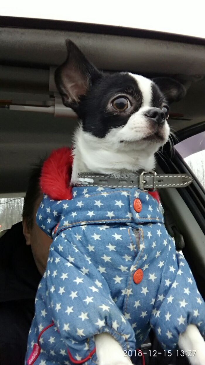 Зима. Заинтересовался чем-то снаружи. Контролирует обстановку вокруг)