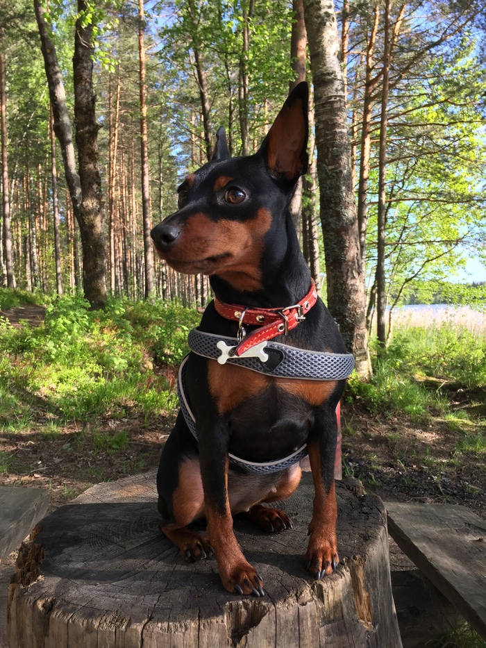 И побыть собакой-подозреваемой.