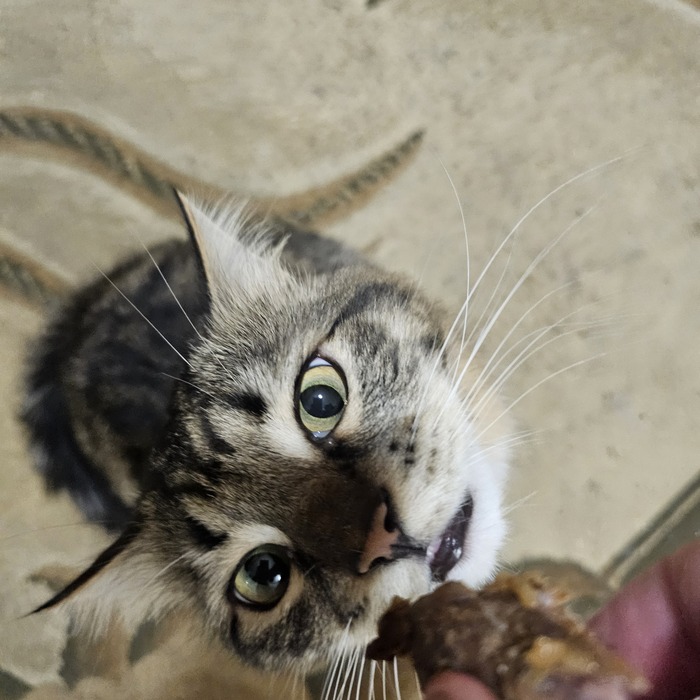 Мяско, дай мяскооооо!