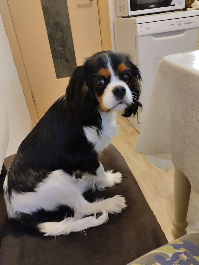 Ответ на пост «Довольная собака»