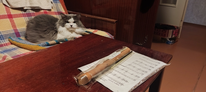 Ответ на пост «Противовес довольным собакам - Не довольный кот. Поехали»