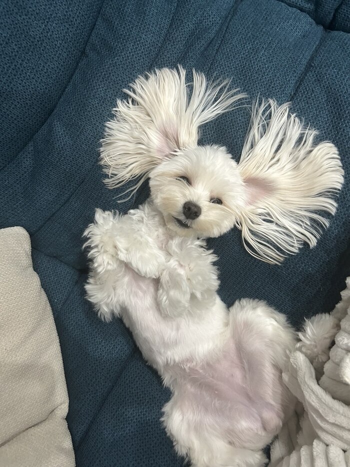 Ответ на пост «Довольная собака»