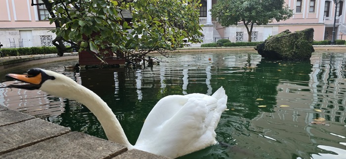 Лебеди впрочем тоже дружелюбием не отличаются