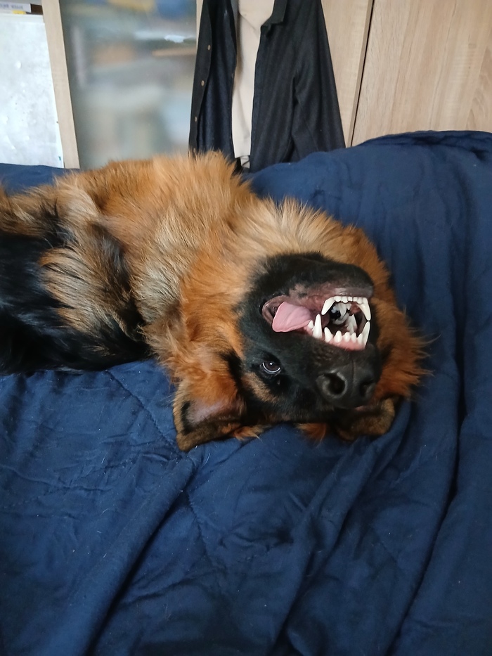 Тоже поделюсь довольной моськой довольного пёселя)