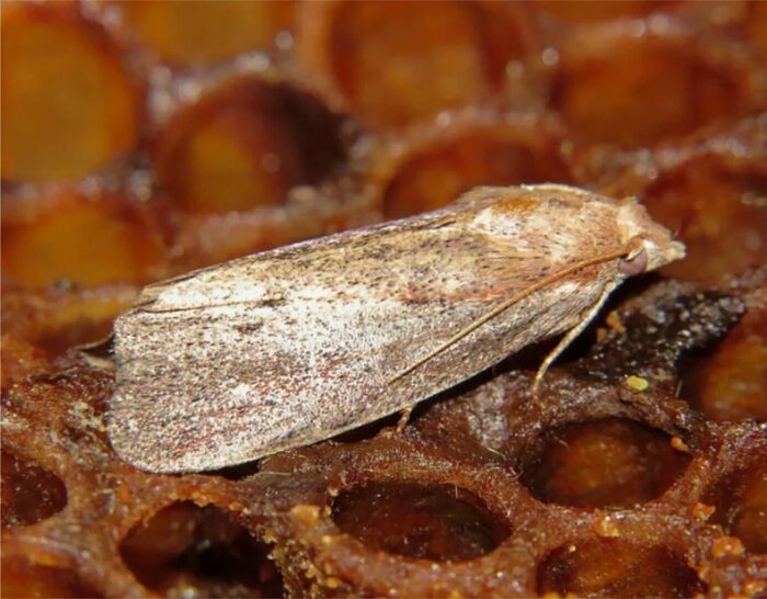 Бабочка восковой моли