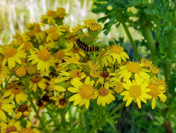 Она любит желтые цветы