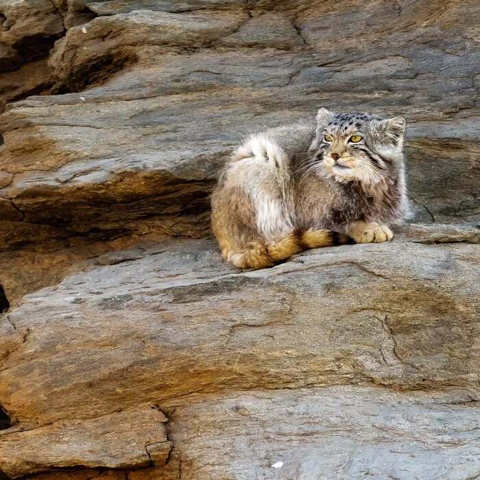 Мастер маскировки