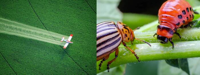 Самолёт обрабатывает картофельное поле. Колорадский жук и его личинка –непобедимые едоки картофеля