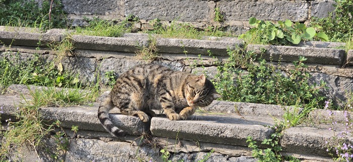 Ну или отдыхают. Вроде как прилег, но еще нет )
