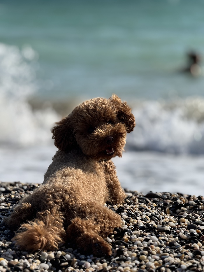 Довольная собака на море. Вид сзади