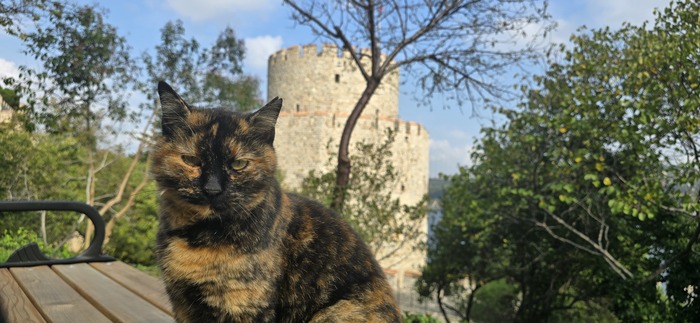 Ну, скажем так не очень они ее охраняют. Пристают к туристам в основном на тему "есть че пожрать?"