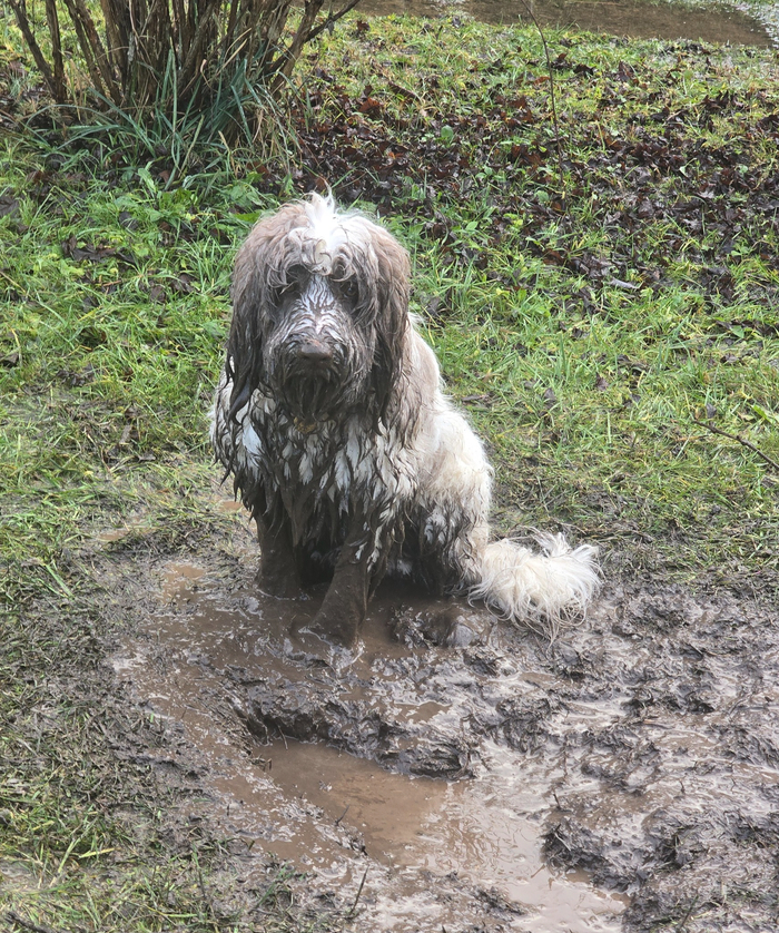 Ответ на пост «Довольная собака»