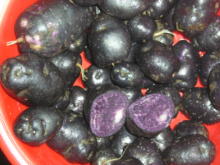 Витело́т (фр. 'Vitelotte', или 'Vitelotte Noire'), также называемый Негритянка или Китайский трюфель