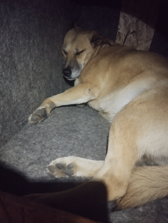 Ответ на пост «Довольная собака»