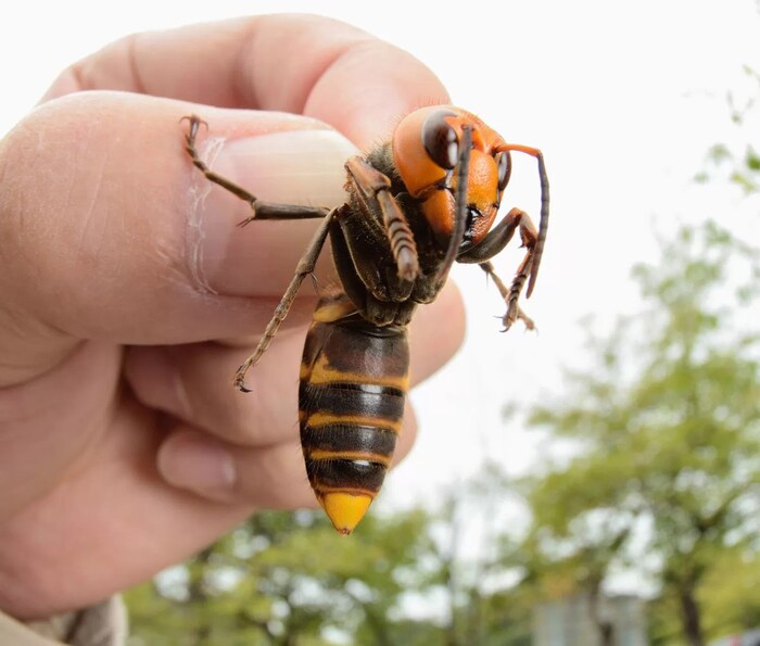 Ответ на пост «Довыёживался»